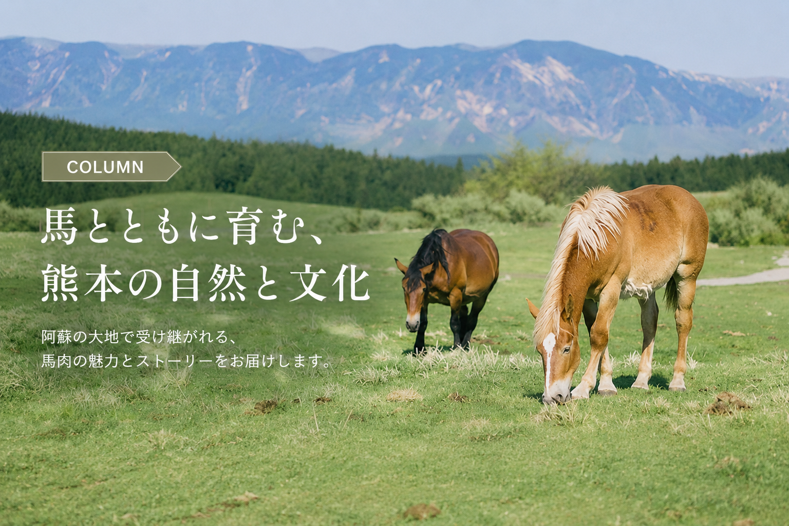 コラム